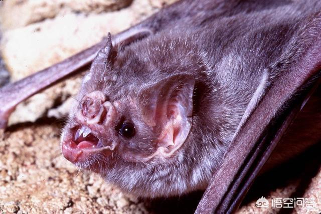 盘点世界十大神秘生物有哪些？