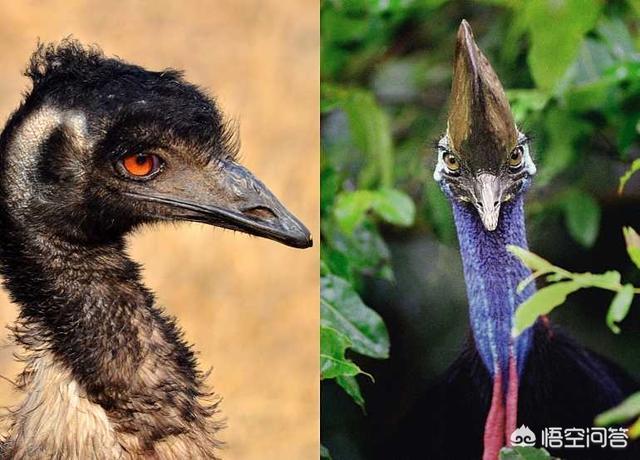 盘点世界十大神秘生物有哪些？