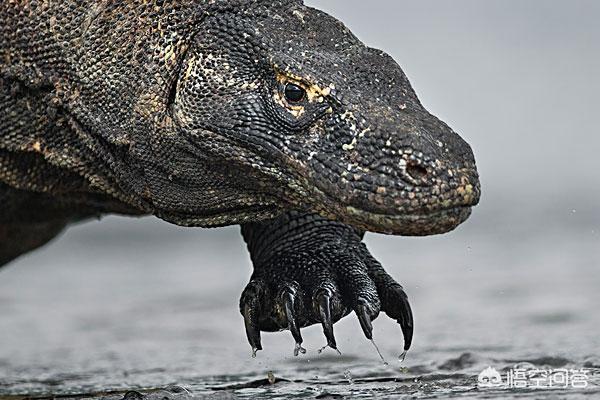 盘点世界十大神秘生物有哪些？