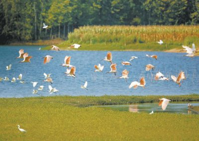 ​1980年中国差点儿宣布朱鹮灭绝，他怎样发现全世界仅存的7只？