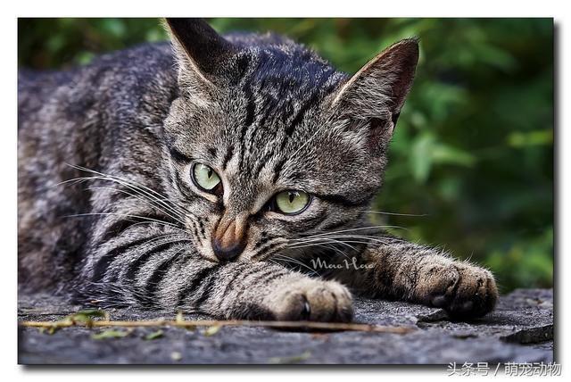 世界上十大最高贵的猫,有的或许都没见过,但它绝对排第一!