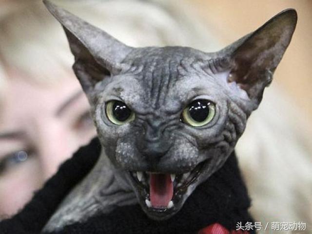 世界上十大最高贵的猫,有的或许都没见过,但它绝对排第一!