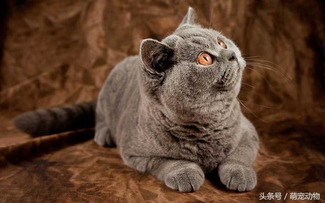 世界上十大最高贵的猫,有的或许都没见过,但它绝对排第一!