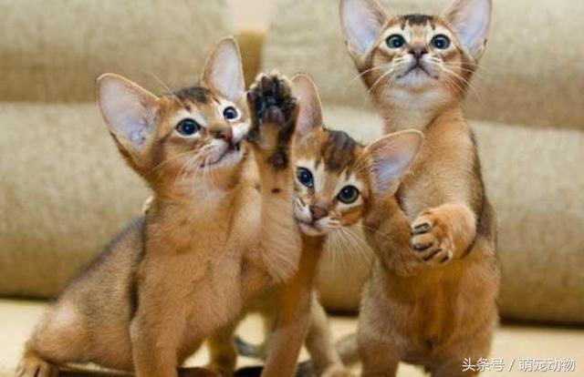 世界上十大最高贵的猫,有的或许都没见过,但它绝对排第一!