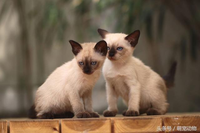 世界上十大最高贵的猫,有的或许都没见过,但它绝对排第一!