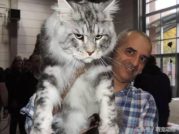世界上十大最高贵的猫,有的或许都没见过,但它绝对排第一!