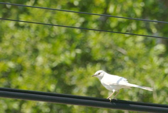 世界上十大非常罕见的白化动物, 白狮子白袋鼠都排在最后