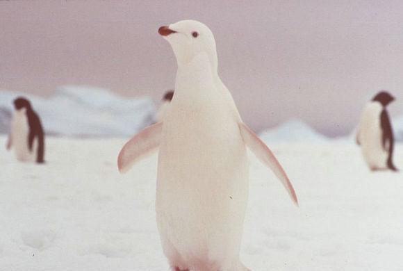 世界上十大非常罕见的白化动物, 白狮子白袋鼠都排在最后