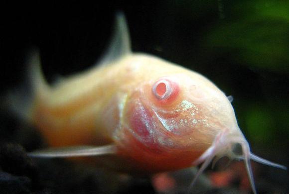 世界上十大非常罕见的白化动物, 白狮子白袋鼠都排在最后