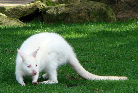 世界上十大非常罕见的白化动物, 白狮子白袋鼠都排在最后