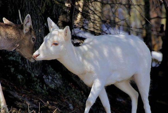 世界上十大非常罕见的白化动物, 白狮子白袋鼠都排在最后