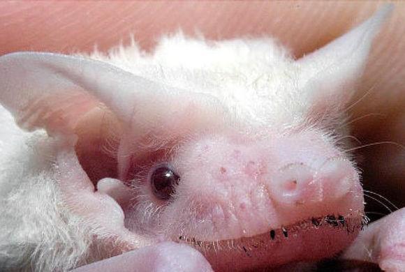 世界上十大非常罕见的白化动物, 白狮子白袋鼠都排在最后