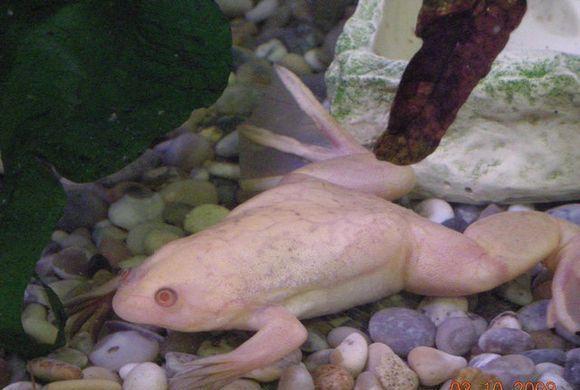 世界上十大非常罕见的白化动物, 白狮子白袋鼠都排在最后