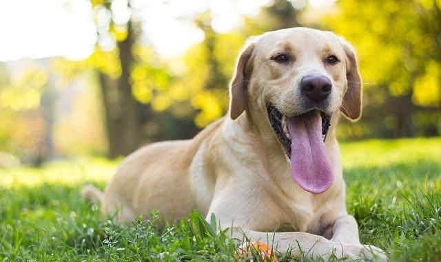 世界三大无攻击性犬种!就是三种最不咬人的狗!你家的爱犬咬人吗