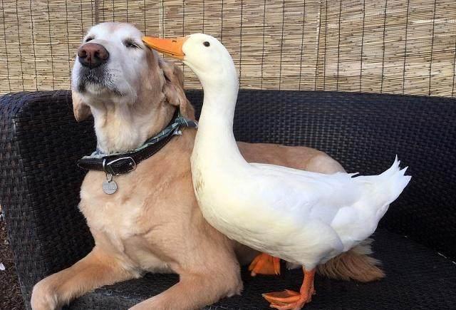 世界三大无攻击性犬种!就是三种最不咬人的狗!你家的爱犬咬人吗