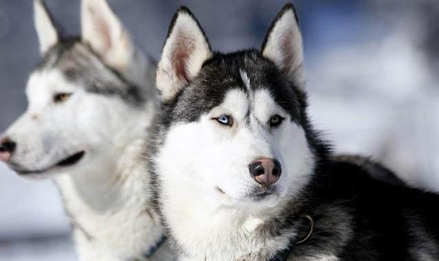 世界三大无攻击性犬种!就是三种最不咬人的狗!你家的爱犬咬人吗