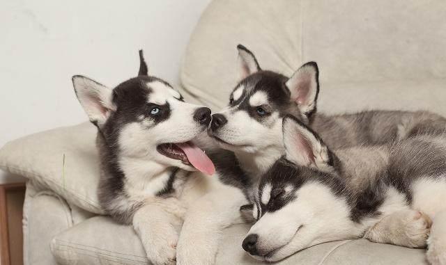 世界三大无攻击性犬种!就是三种最不咬人的狗!你家的爱犬咬人吗