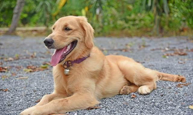 世界三大无攻击性犬种!就是三种最不咬人的狗!你家的爱犬咬人吗