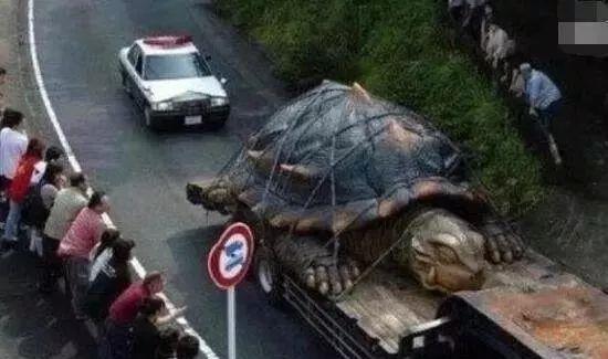 1965年黄河巨龟事件真相揭秘，村民吃了后肠穿肚烂上吊而死