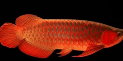 ​世界上10大最名贵最漂亮的观赏鱼，血红龙居榜首