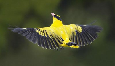 ​世界上10大声音最好听的鸣鸟，你听过几只？