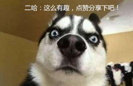 一只哈士奇宝宝，大概要多少钱？