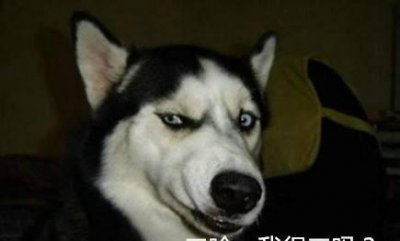 ​一只哈士奇宝宝，大概要多少钱？