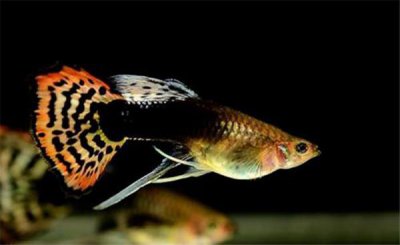 ​世界上10大最好养的观赏鱼，你都见过哪种？