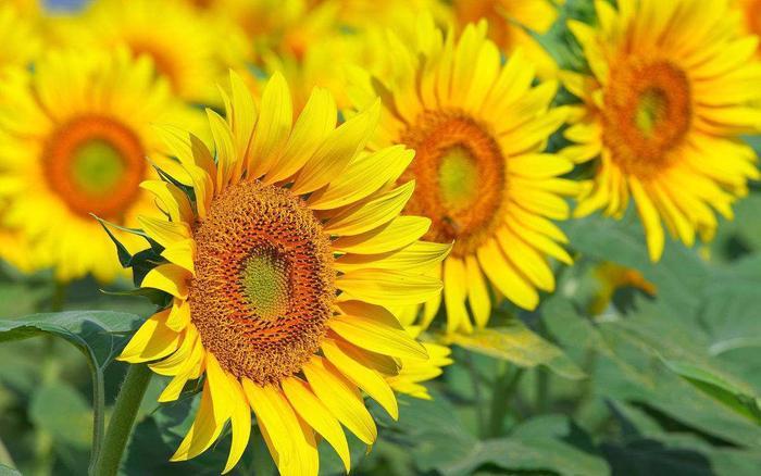 盘点世界各国的国花，日本是樱花韩国是木槿花，那么中国呢？