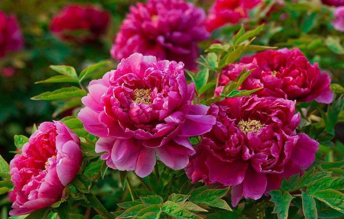 盘点世界各国的国花，日本是樱花韩国是木槿花，那么中国呢？