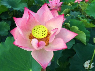 ​盘点世界各国的国花，日本是樱花韩国是木槿花，那么中国呢？