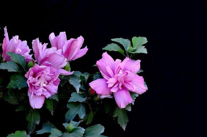 盘点世界各国的国花，日本是樱花韩国是木槿花，那么中国呢？