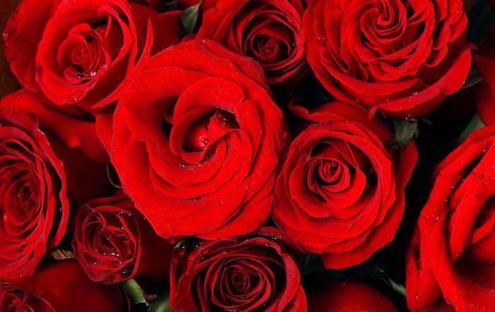 盘点世界各国的国花，日本是樱花韩国是木槿花，那么中国呢？