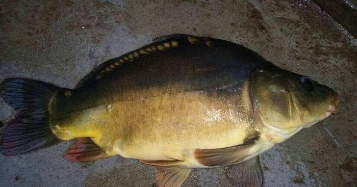 世界上“最奇特”的鱼，常被人们当做镜子，体内富含维生素A