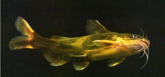 世界上“最奇特”的鱼，常被人们当做镜子，体内富含维生素A