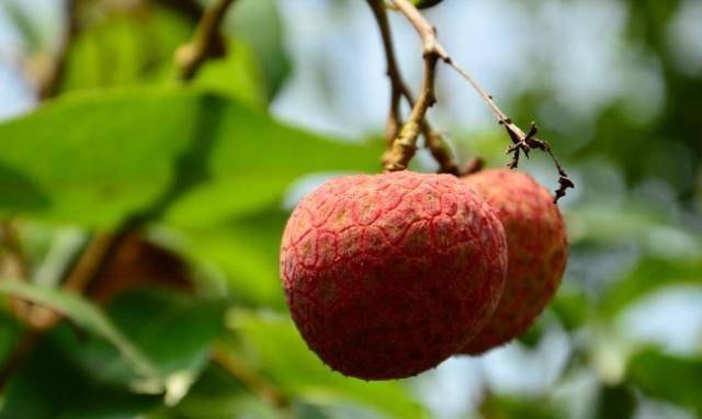 世界上“最贵”的荔枝，曾拍出一颗55.5万的天价，网友贵哪了