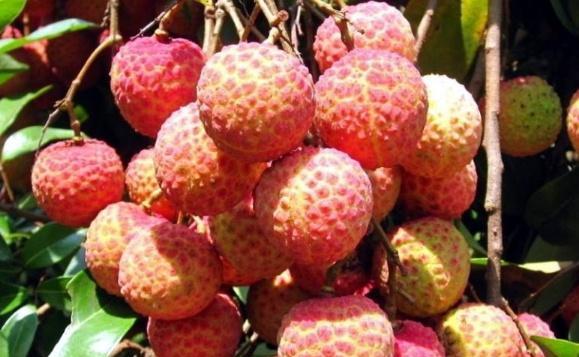 世界上“最贵”的荔枝，曾拍出一颗55.5万的天价，网友贵哪了