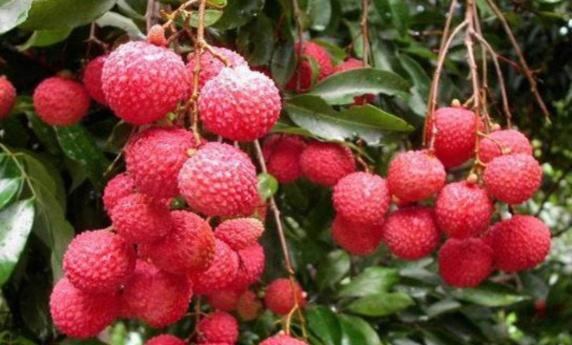 世界上“最贵”的荔枝，曾拍出一颗55.5万的天价，网友贵哪了