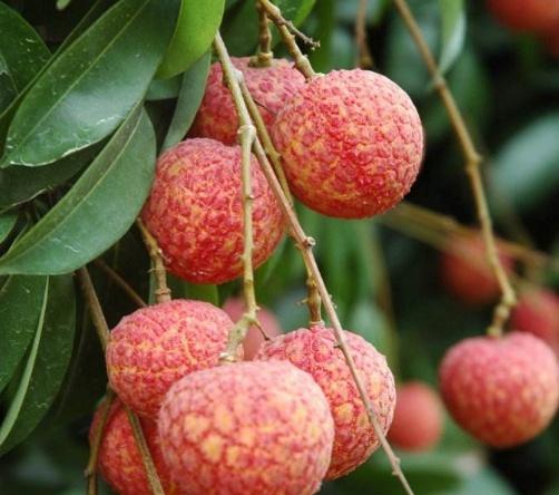 世界上“最贵”的荔枝，曾拍出一颗55.5万的天价，网友贵哪了