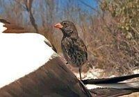 世界上可能不存在吸血鬼，但是却存在吸血的动物，这3种就是代表