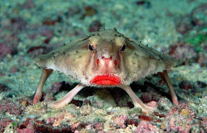 世界上可能不存在吸血鬼，但是却存在吸血的动物，这3种就是代表