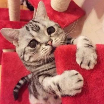 世界上“最忧伤”的猫，委屈巴巴的，让人心疼！