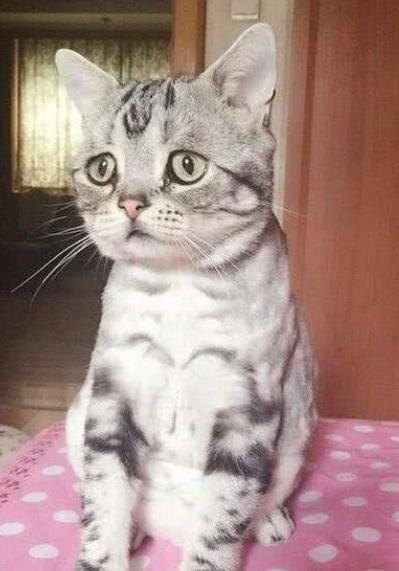 世界上“最忧伤”的猫，委屈巴巴的，让人心疼！