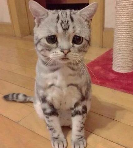 世界上“最忧伤”的猫，委屈巴巴的，让人心疼！