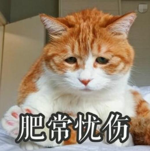 世界上“最忧伤”的猫，委屈巴巴的，让人心疼！