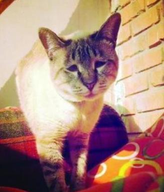 世界上“最忧伤”的猫，委屈巴巴的，让人心疼！