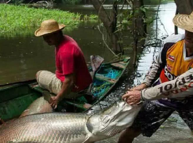 盘点世界十大凶猛罕见的淡水鱼