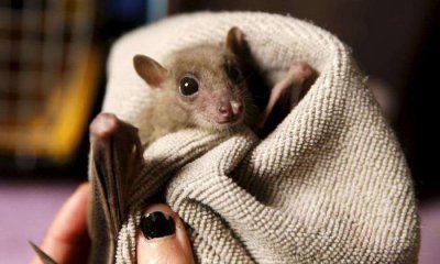 ​世界上“最可爱”的蝙蝠，体型非常庞大，却只吃水果不食肉！