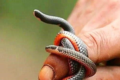 古代被视为不祥的蛇，尾巴上竟“长了脑袋”，可以倒着爬行