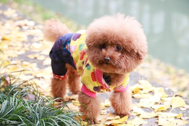 泰迪幼犬怎么喂养？这些禁忌要清楚！